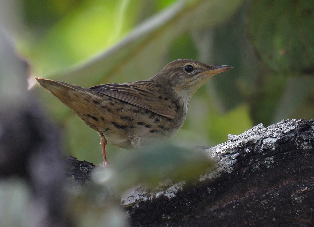 Buscarla Lanceolada - ML77183991