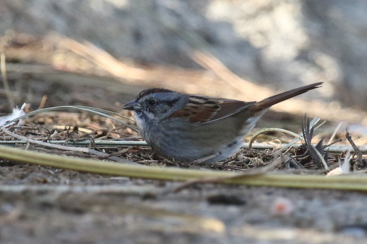 Swamp Sparrow - ML77184141