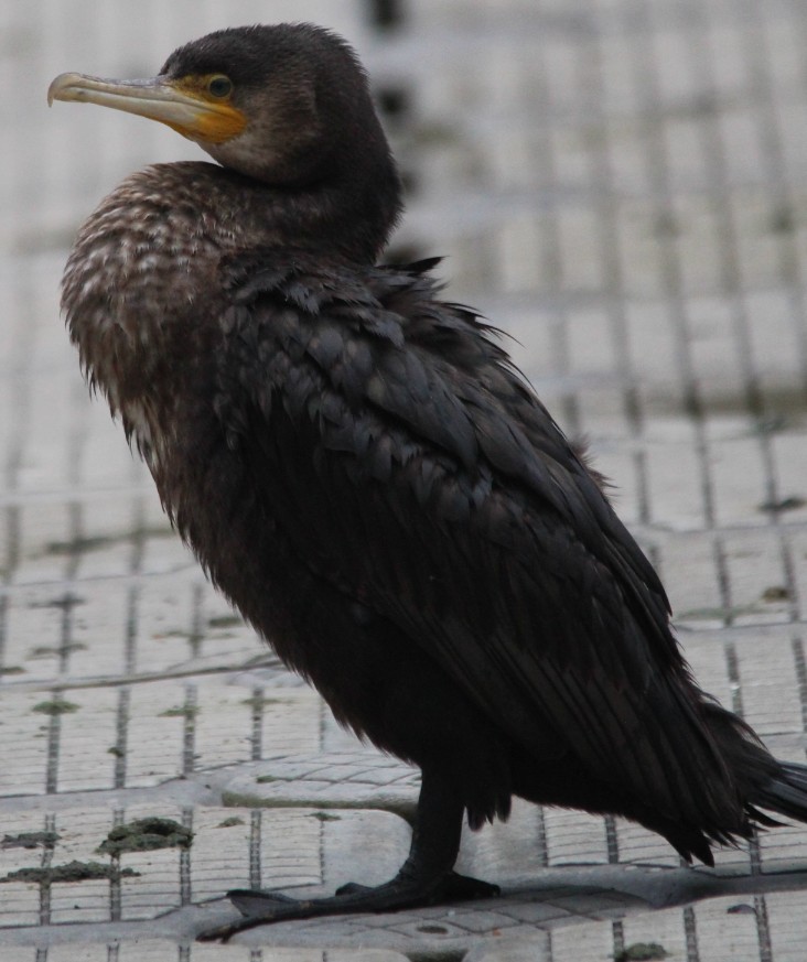 Great Cormorant - Magen Pettit