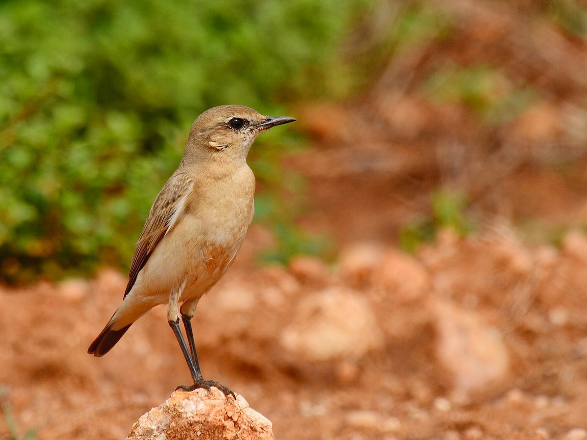 Isabelline Wheatear - Renuka Vijayaraghavan