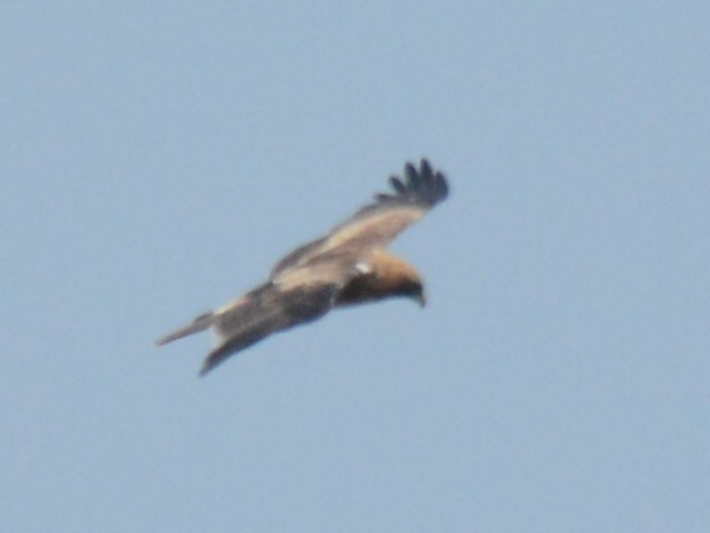 Booted Eagle - ML77185771