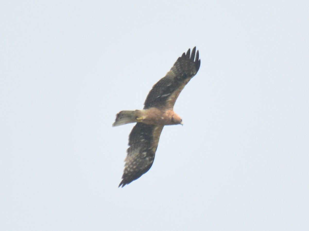 Booted Eagle - Renuka Vijayaraghavan