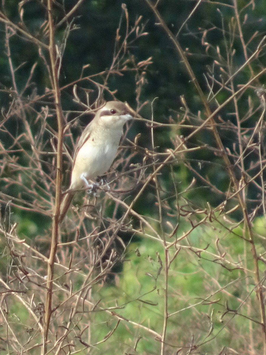 Brown Shrike - Ramit Singal