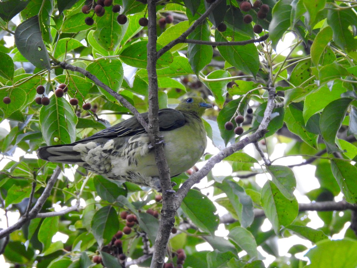 White-bellied Green-Pigeon - aerolife 169 熊盛志