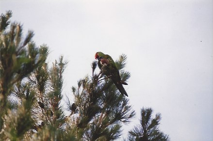 Thick-billed Parrot - ML77188801