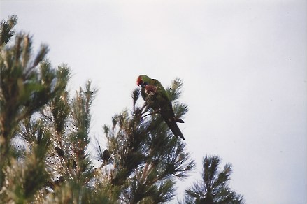 Conure à gros bec - ML77188801