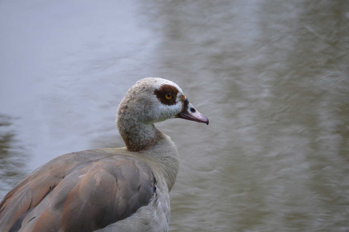 Egyptian Goose - ML77189221