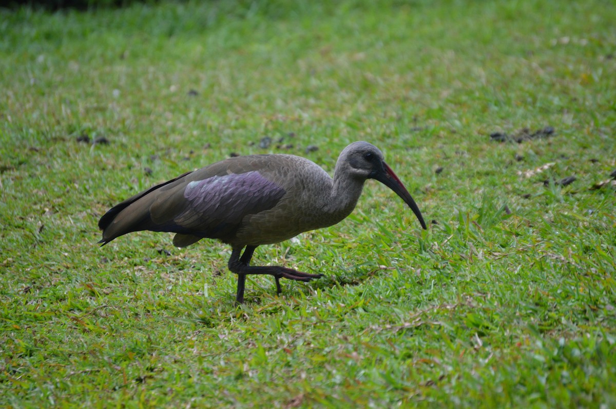 Hadada Ibis - ML77189261