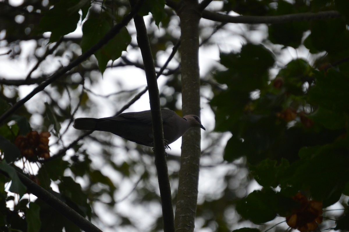 Tourterelle à collier - ML77189311