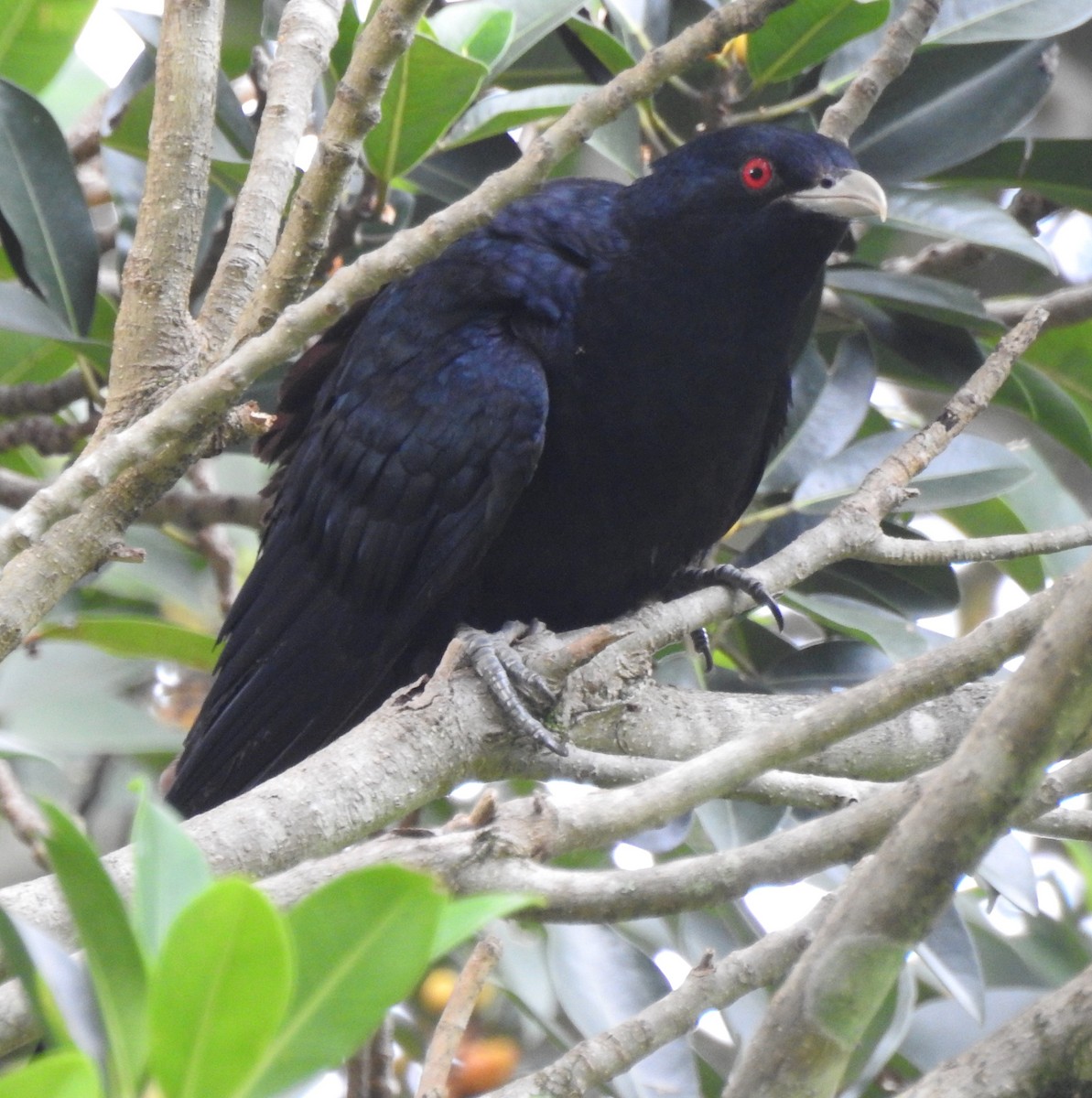 Pacific Koel - Eliza Scott