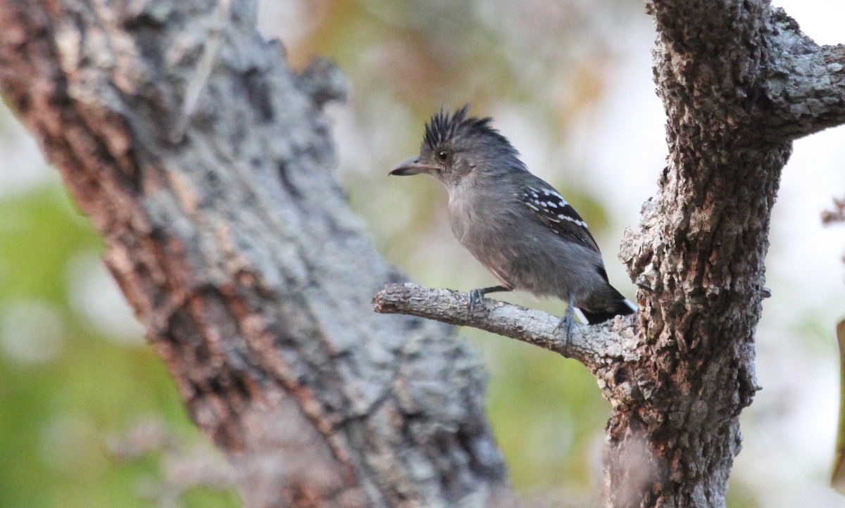 Natterer's Slaty-Antshrike - Alexander Lees