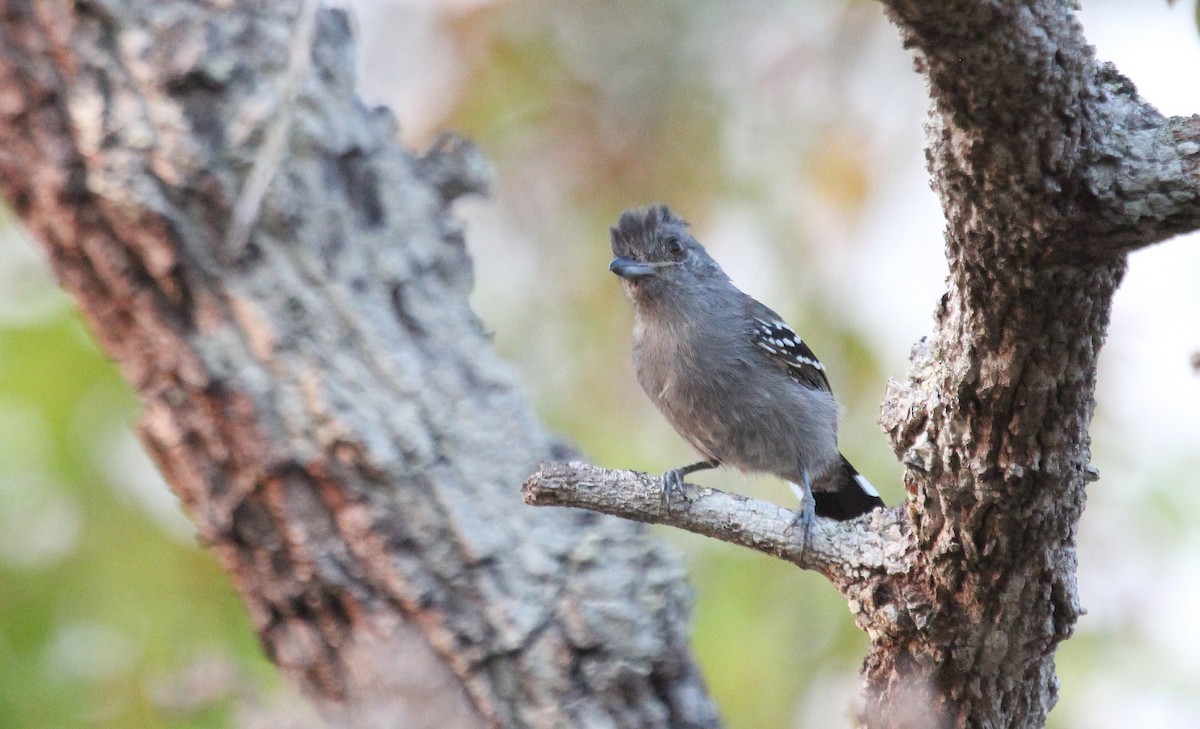 Natterer's Slaty-Antshrike - ML77189631