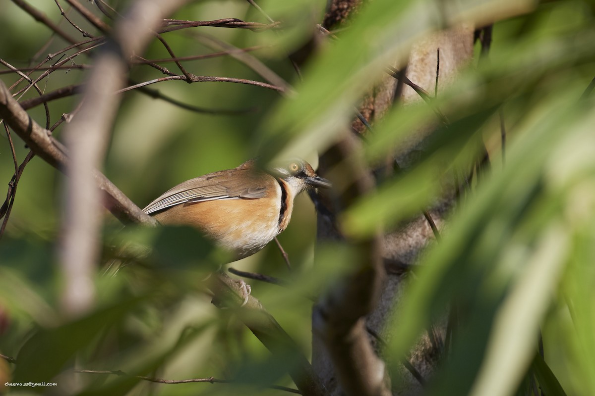 Lesser Necklaced Laughingthrush - ML77189871