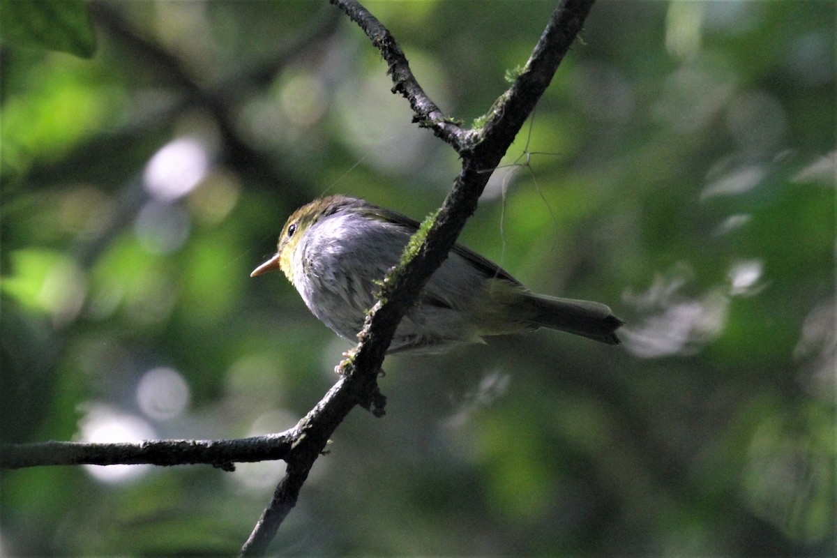 Yellow-throated Woodland-Warbler - ML77189881