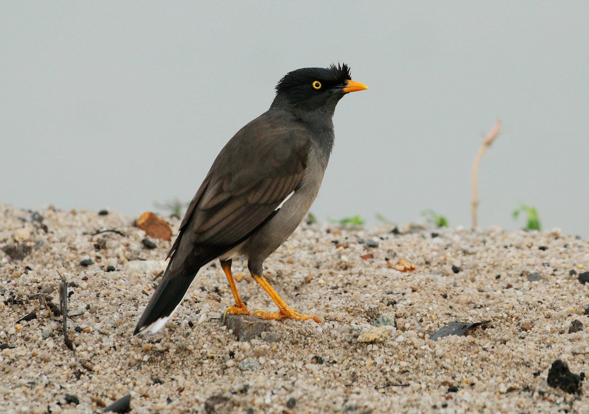 Jungle Myna - Neoh Hor Kee