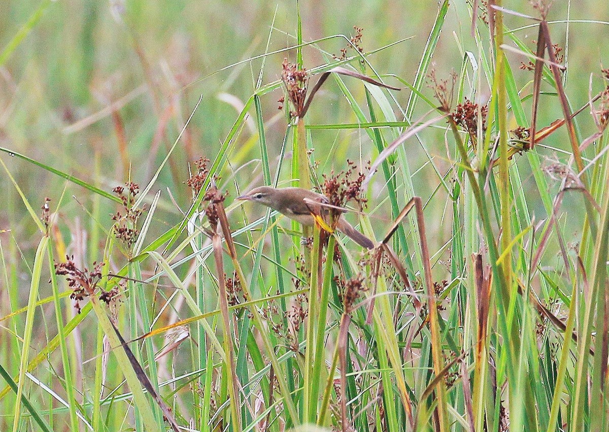 Oriental Reed Warbler - Neoh Hor Kee