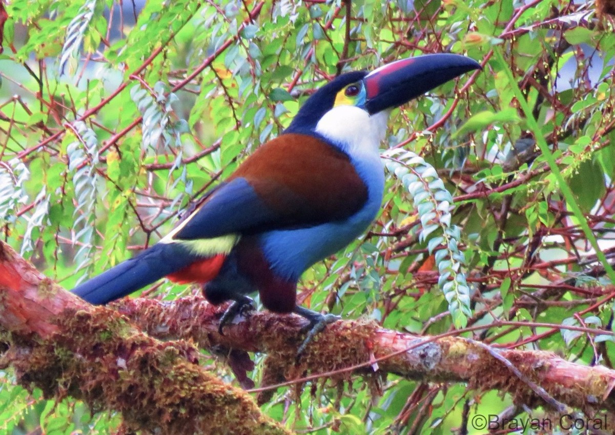 Black-billed Mountain-Toucan - Brayan Coral Jaramillo