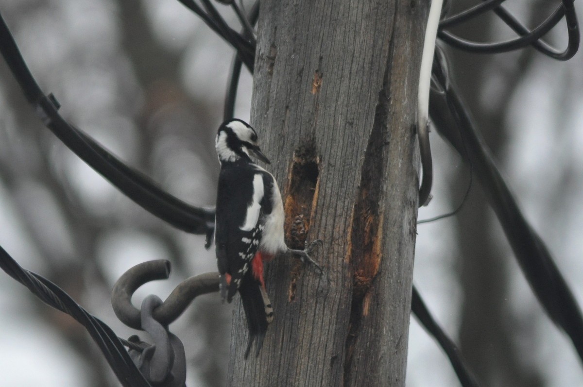 Great Spotted Woodpecker - Kalle Rainio