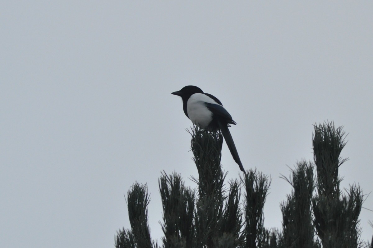 Eurasian Magpie - ML77191491