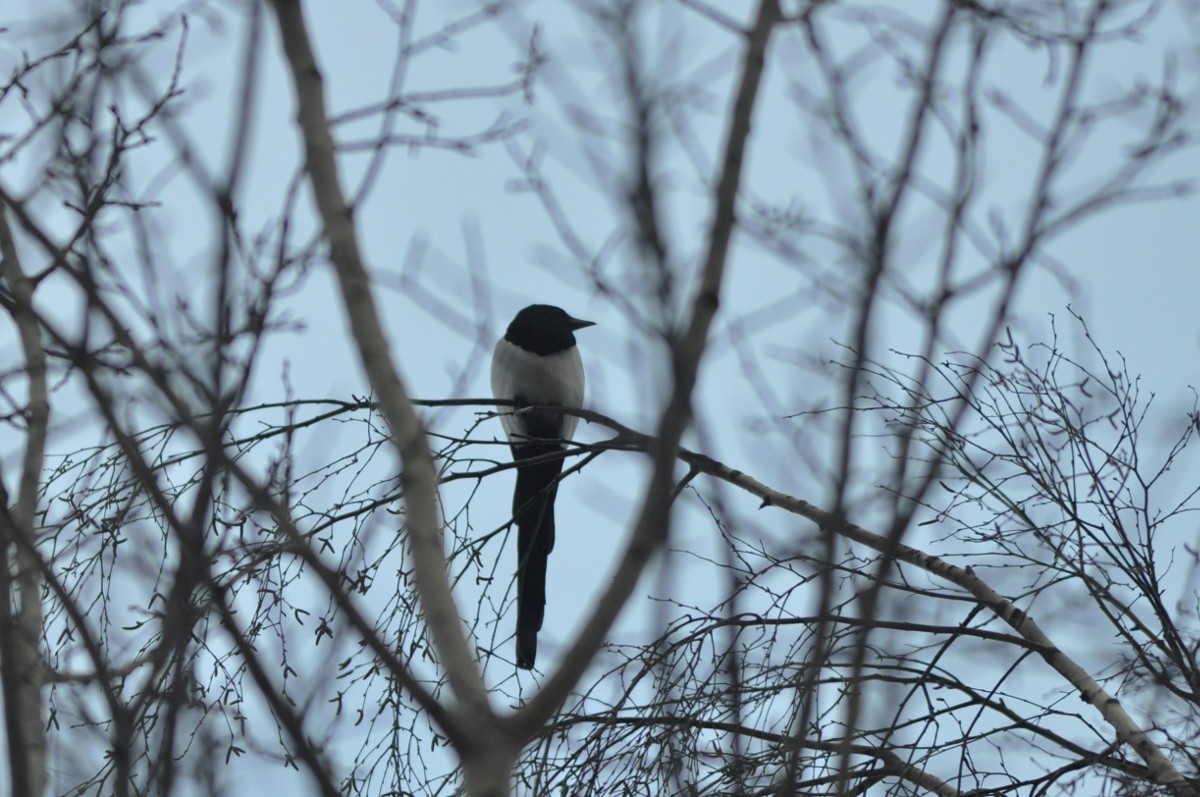 Eurasian Magpie - ML77191501