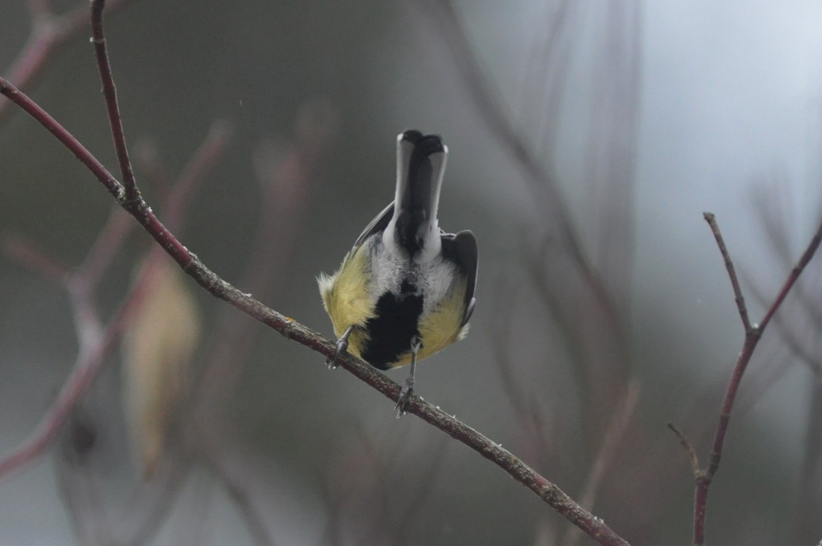 Great Tit - ML77191541