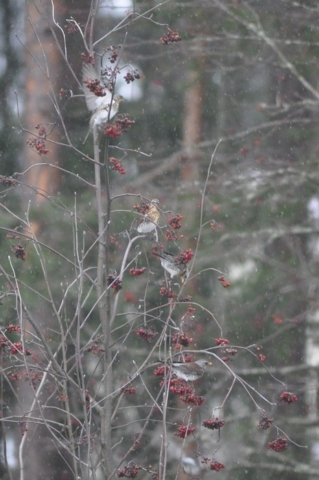 Fieldfare - ML77191621