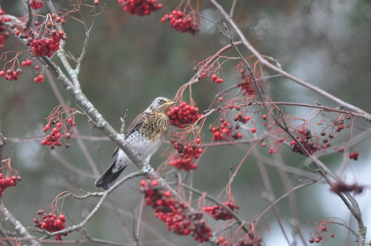 Fieldfare - ML77191641