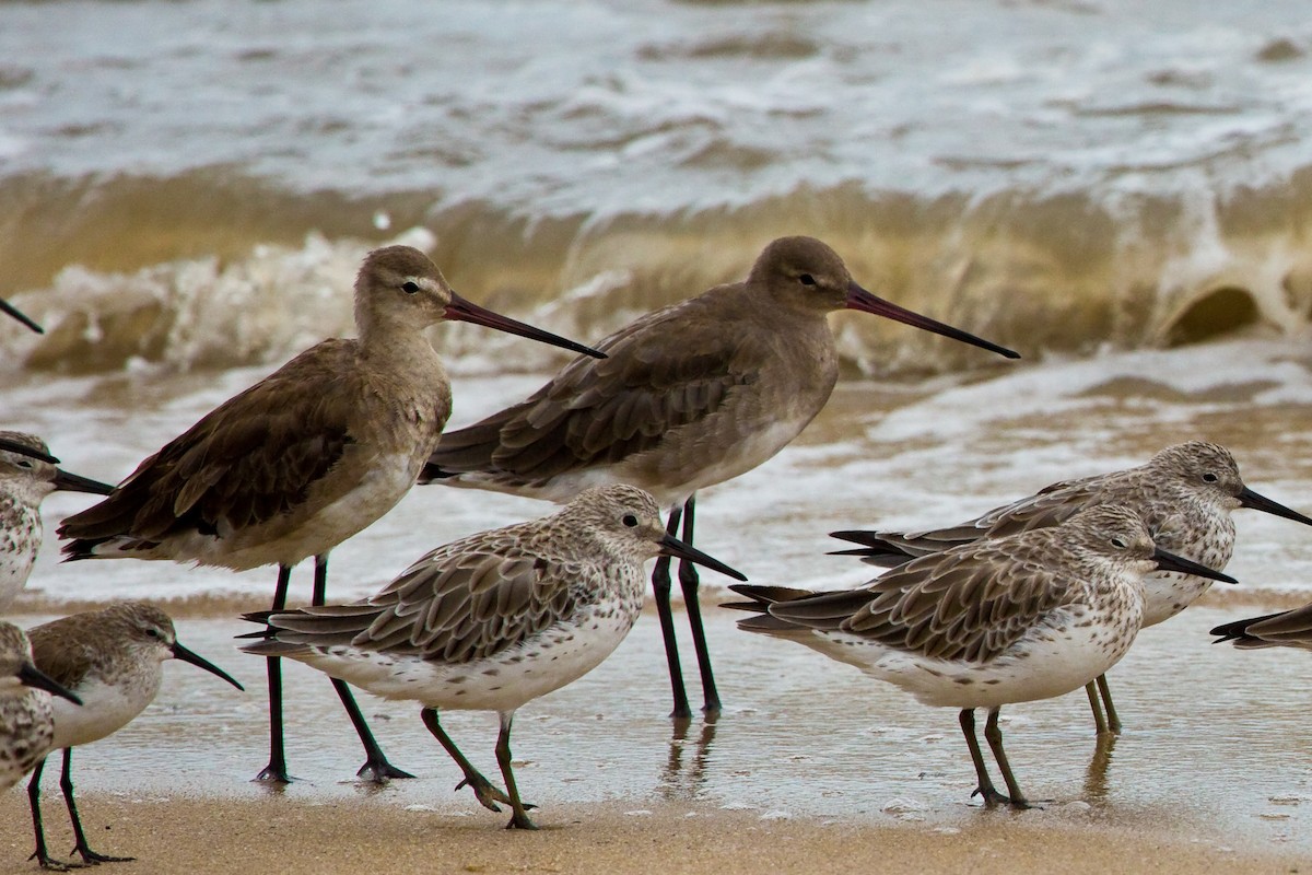 Black-tailed Godwit - Brian Healy