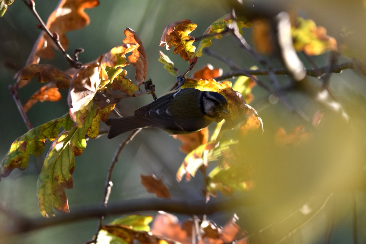 Eurasian Blue Tit - ML77193061