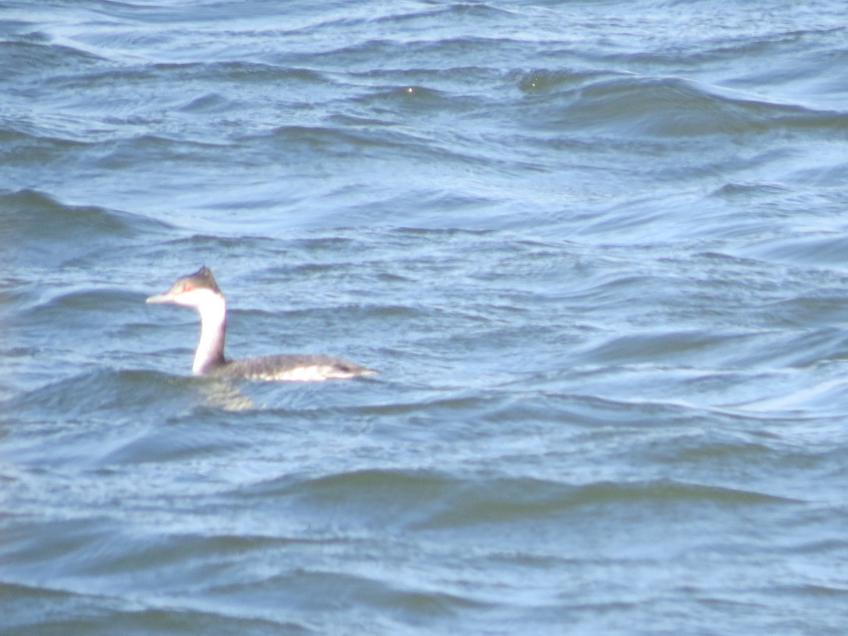 Horned Grebe - ML77194271