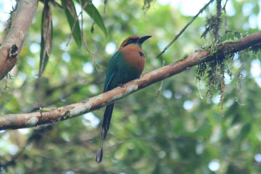 Broad-billed Motmot - ML77194291