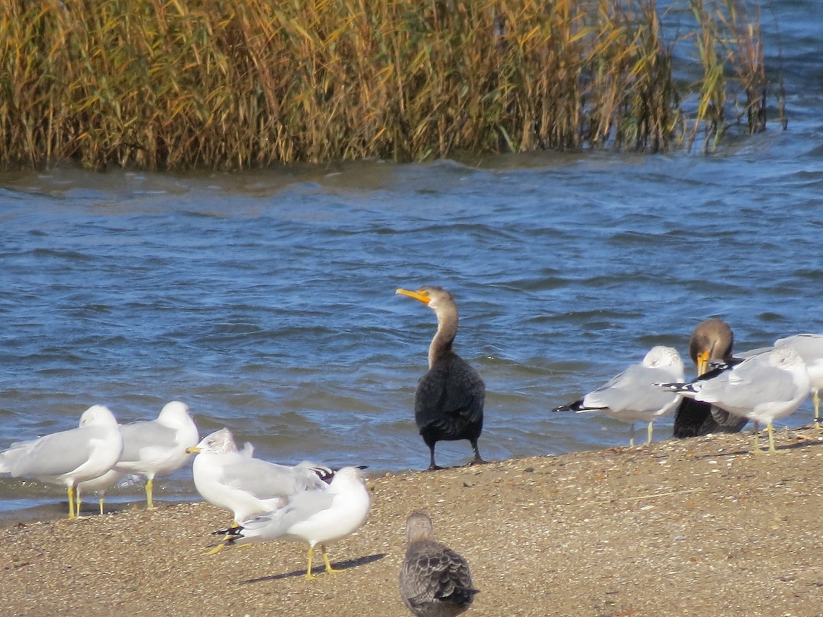 Double-crested Cormorant - ML77194351