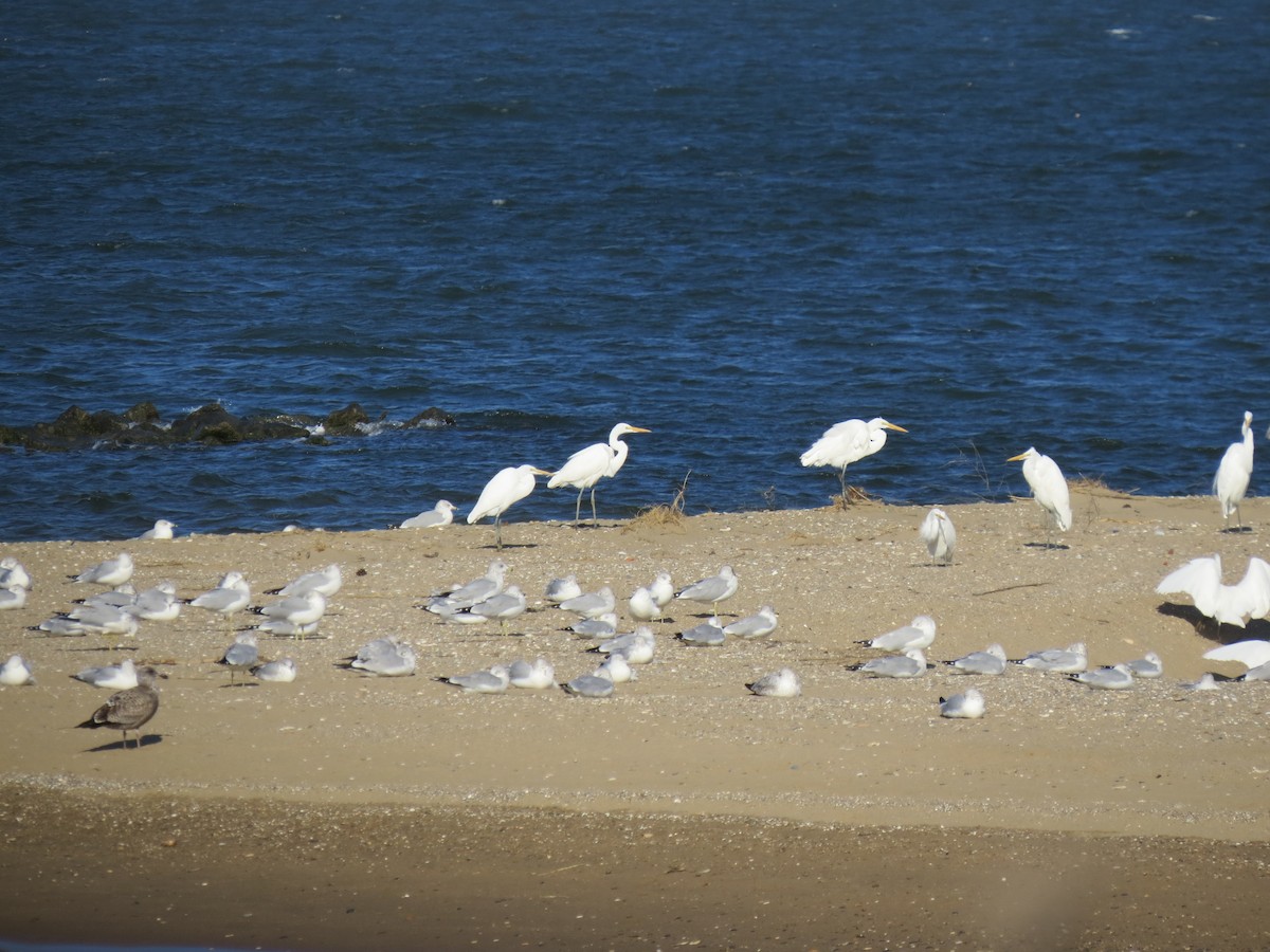 Great Egret - ML77194471