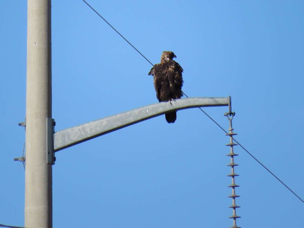 Golden Eagle - ML77195051