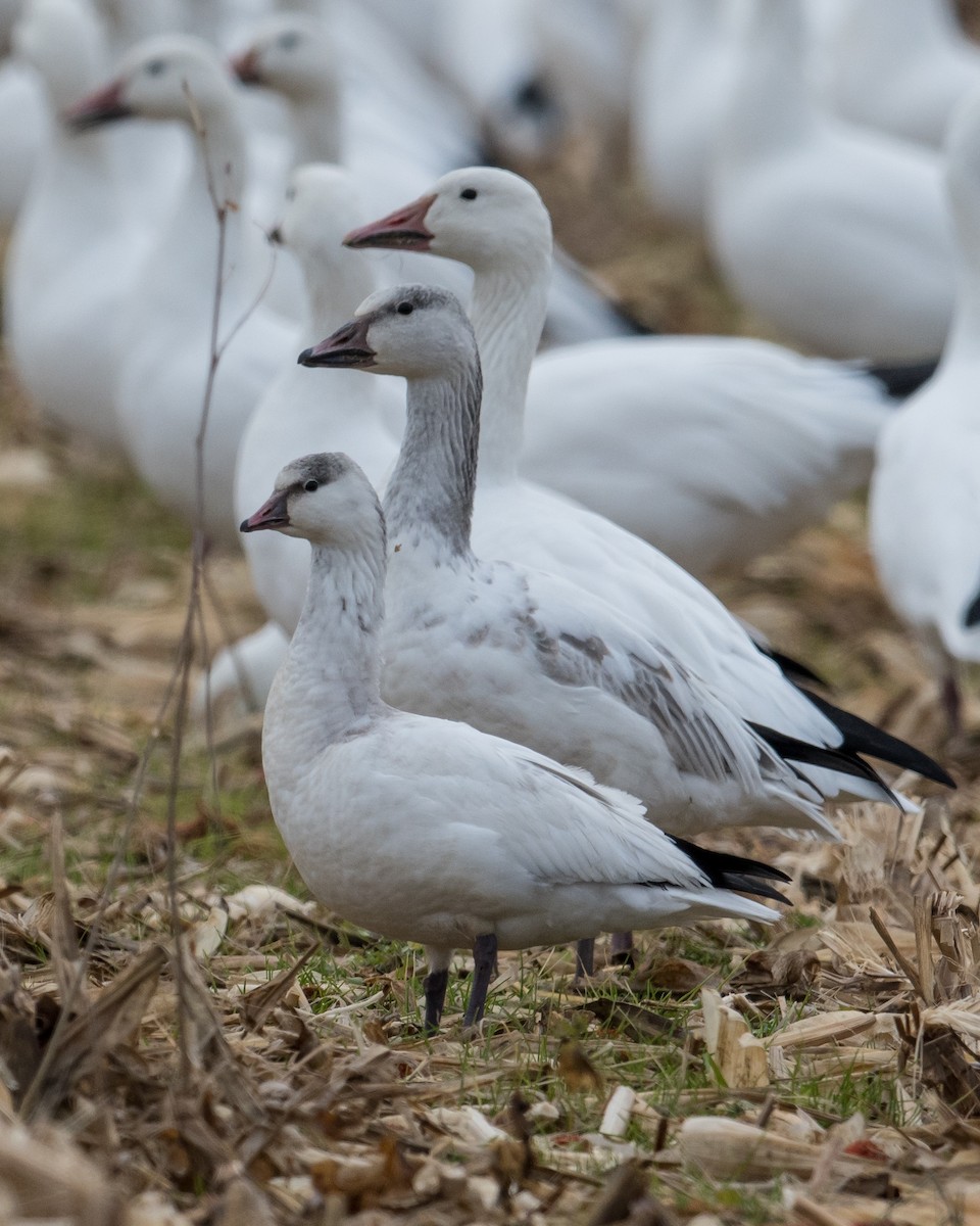 Ross's Goose - Hank Davis