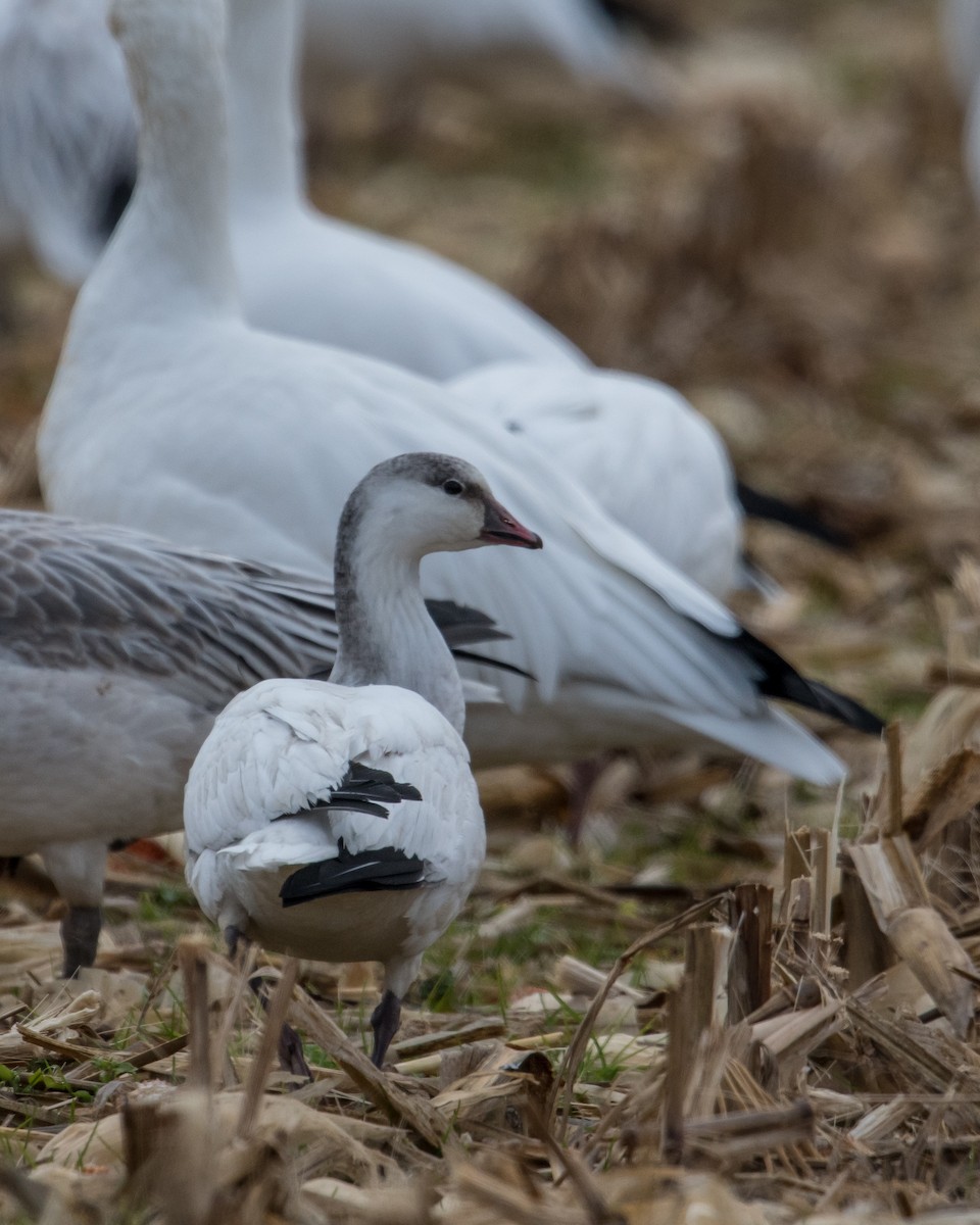 Ross's Goose - Hank Davis