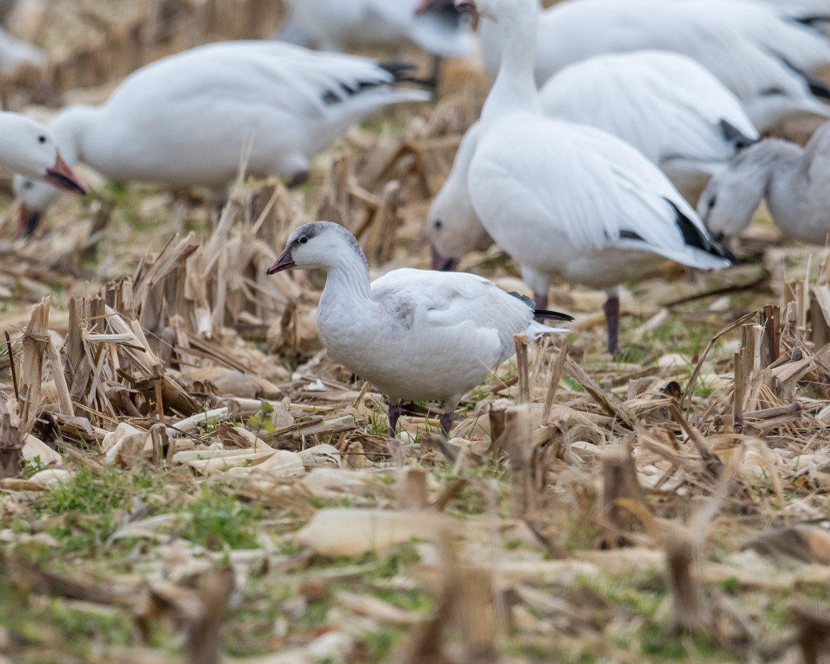 Ross's Goose - Hank Davis