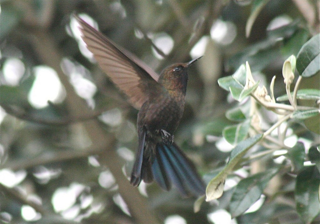 Violet-throated Metaltail - Eric DeFonso 🦑