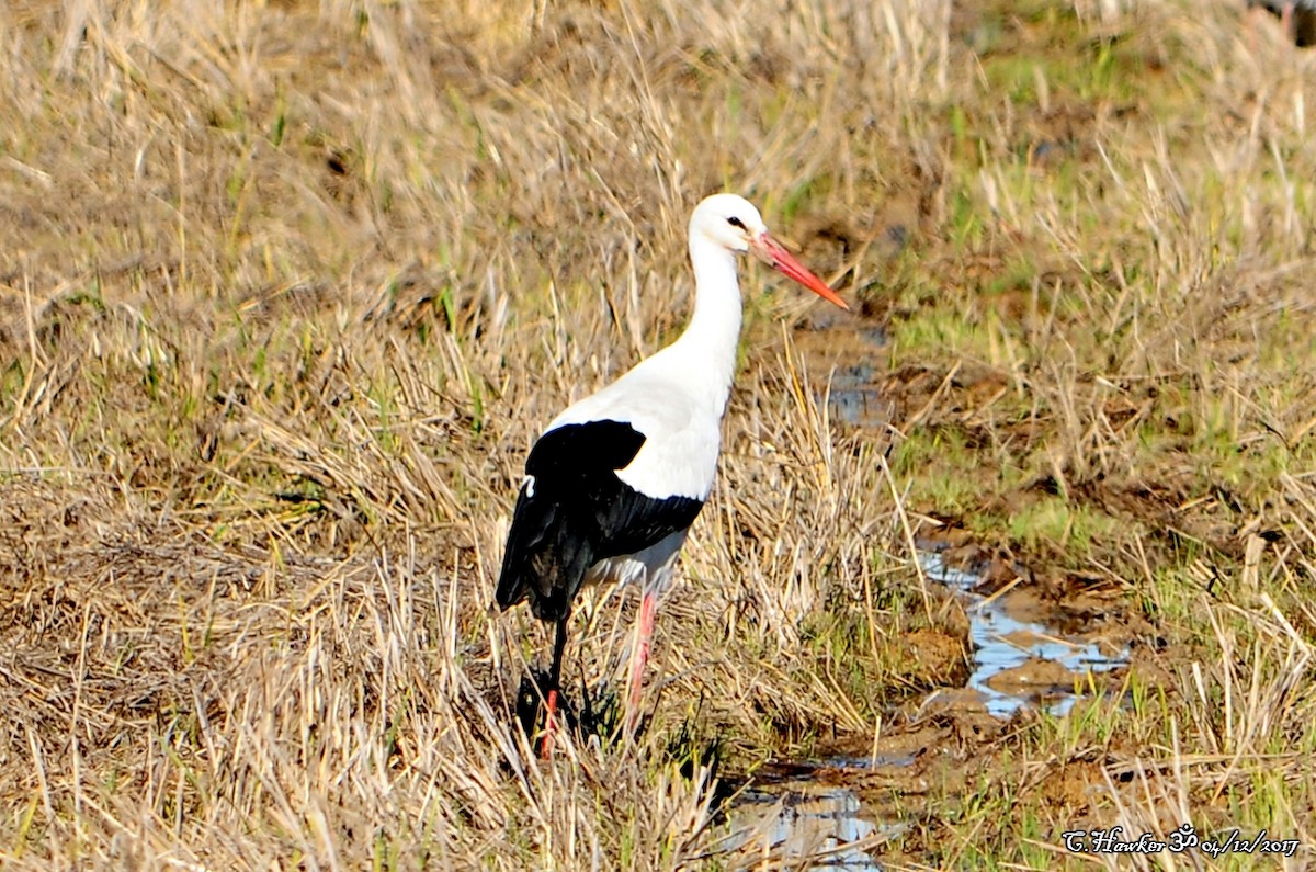 White Stork - Carl  Hawker