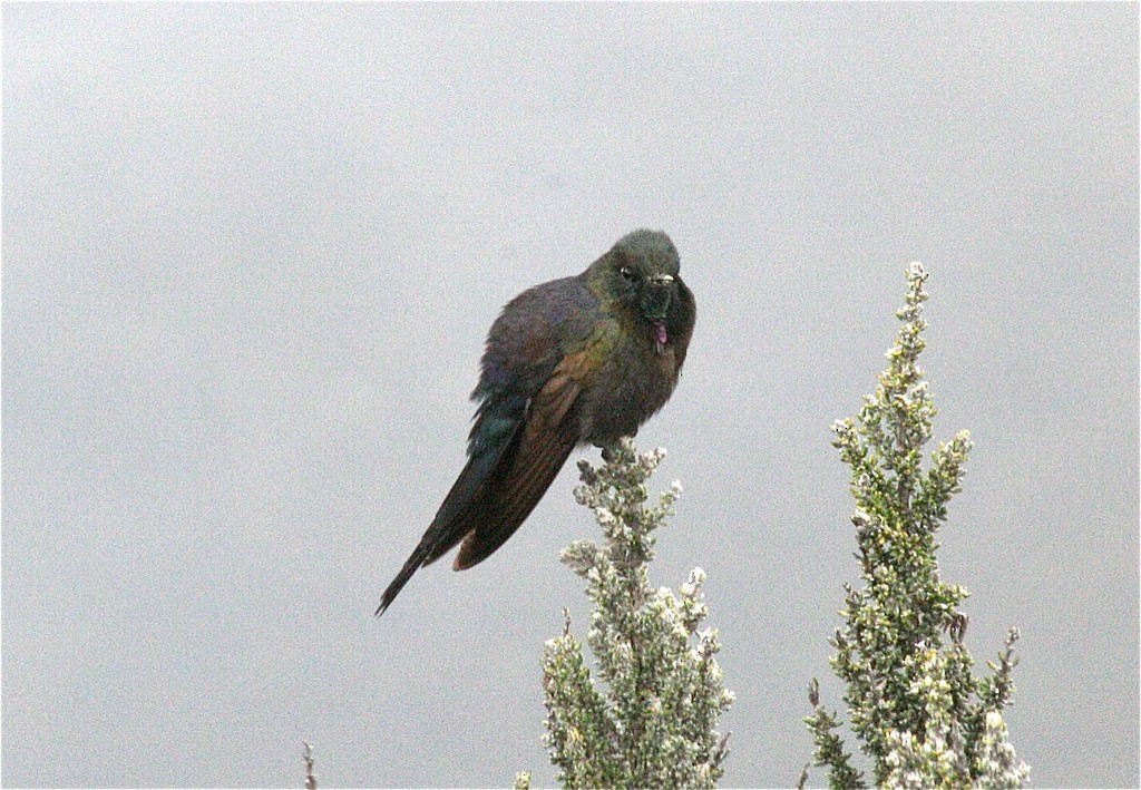 kolibřík modropláštíkový - ML77196441