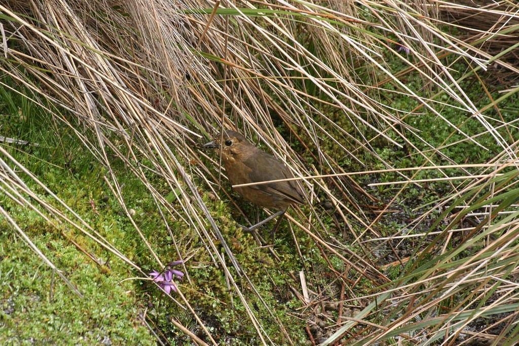 Tawny Antpitta - ML77196871