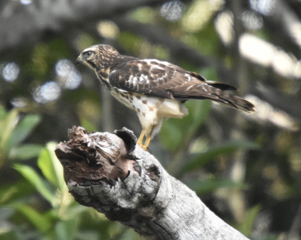 Broad-winged Hawk - Tini & Jacob Wijpkema