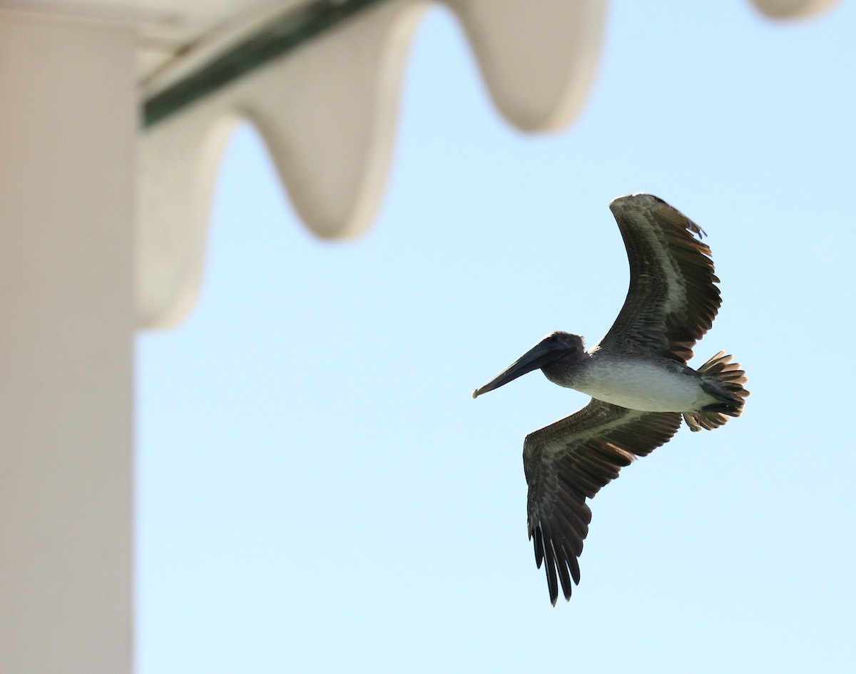 Brown Pelican - ML77197771