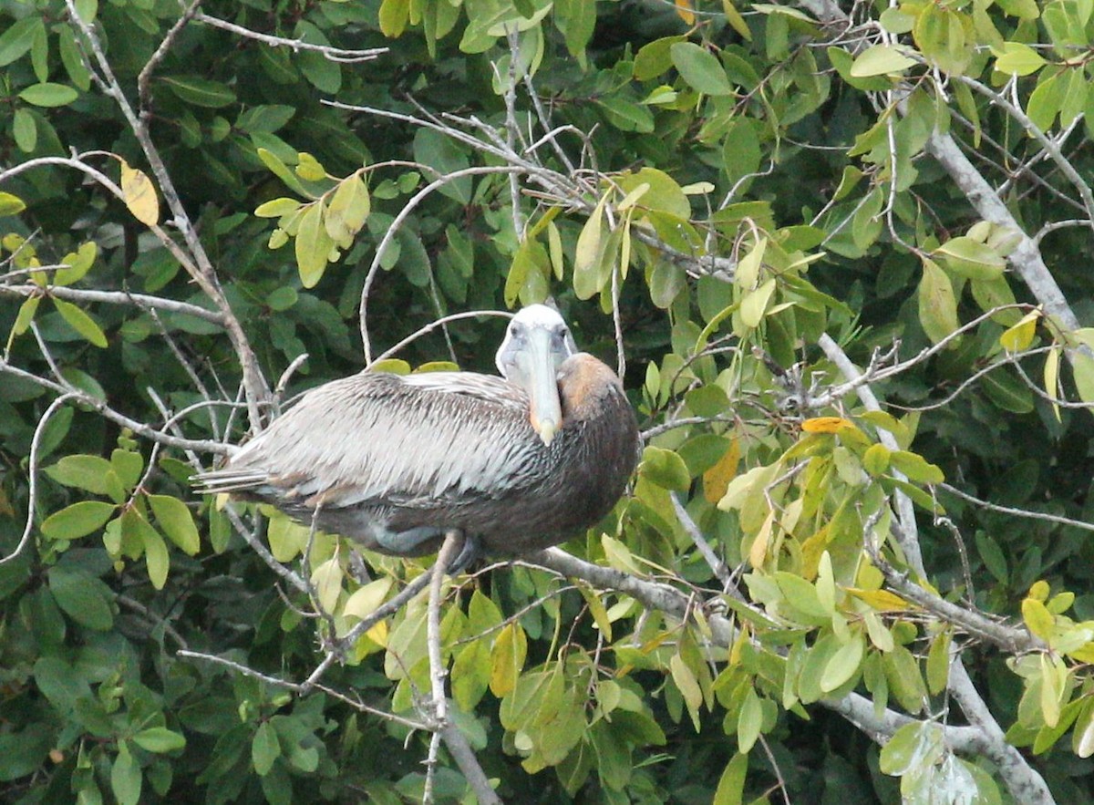 Brown Pelican - ML77197901