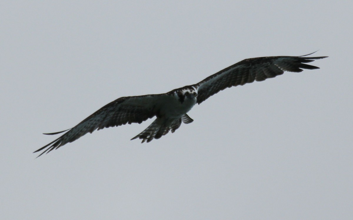 Osprey (carolinensis) - ML77197921