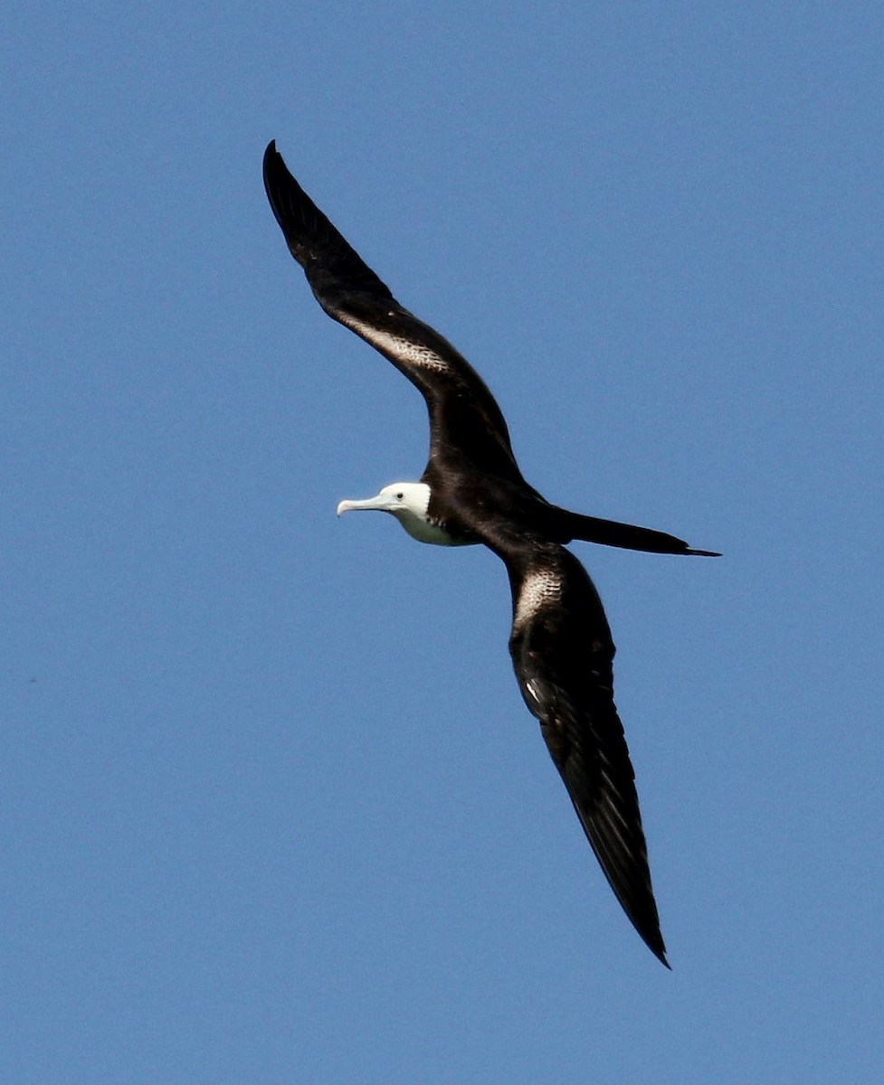 Magnificent Frigatebird - ML77197971