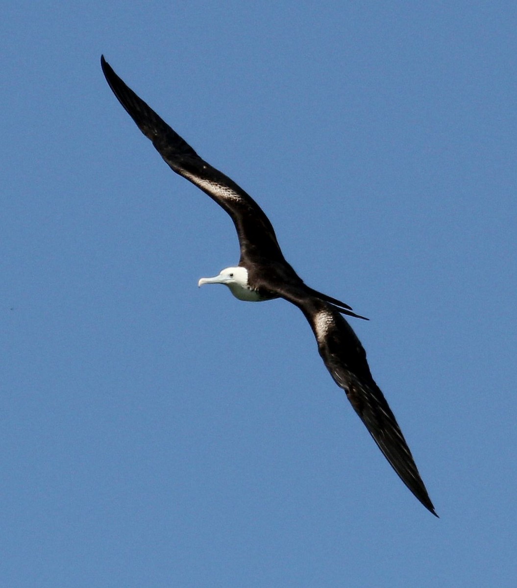 Magnificent Frigatebird - ML77197981