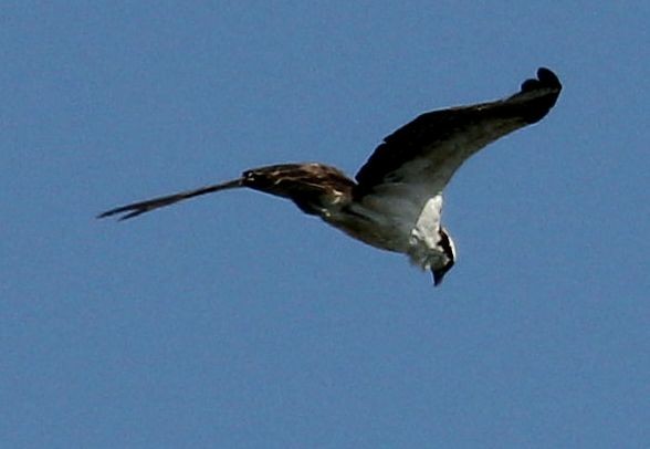 Águila Pescadora (carolinensis) - ML77198061