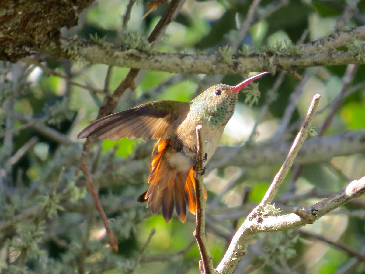 Buff-bellied Hummingbird - ML77198621