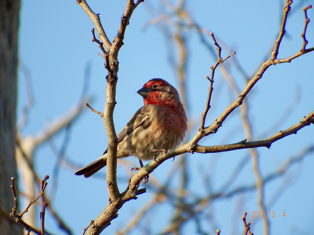 House Finch - ML77199291